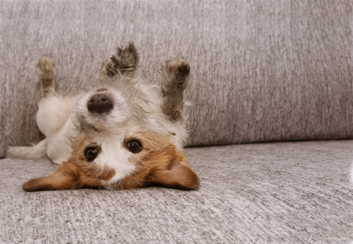jack russell puppy with muddy paws lying on back on sofa 