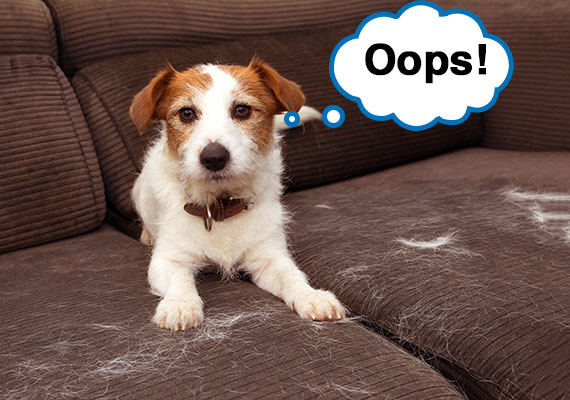 Dog Shedding Saying Oops