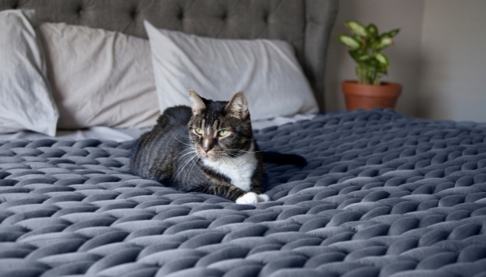 Cat sitting on top of knitted weighted blanket