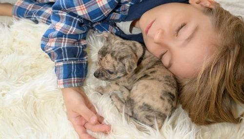 Young Boy Sleeping Next to a Puppy