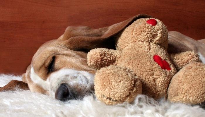 Basset hound sleeping with stuffed animal