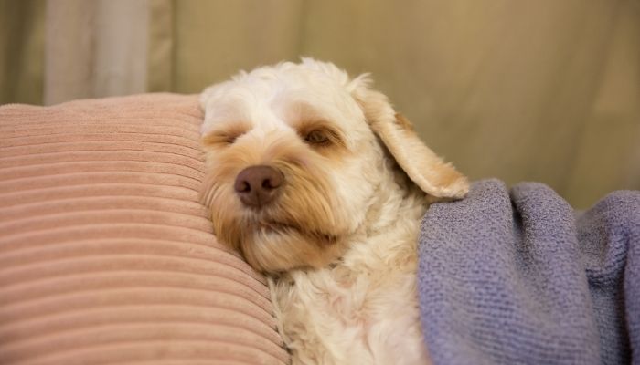 dog taking a nap under a pillow and blanket