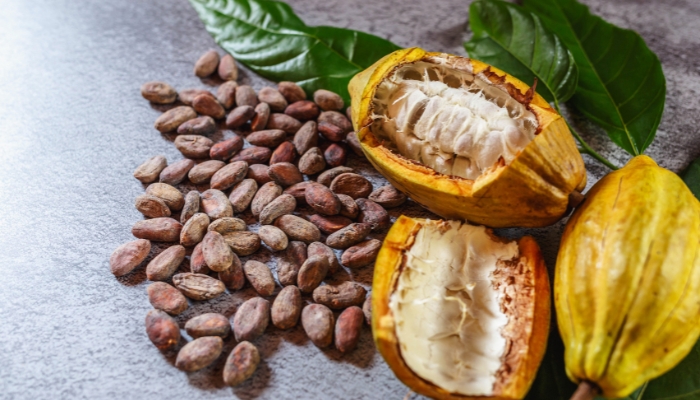 Raw cacao beans and the plant