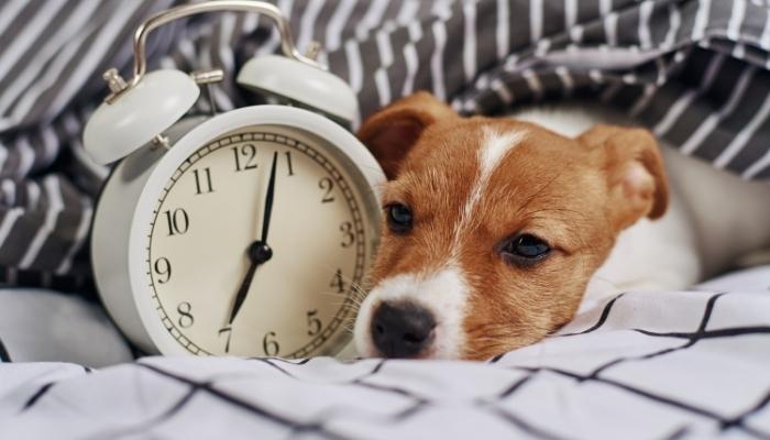 Puppy wrapped in a blanket is awake next to an alarm clock