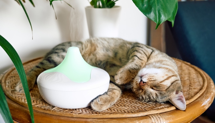 A kitten sleeps nestled around an essential oil diffuser on a table.