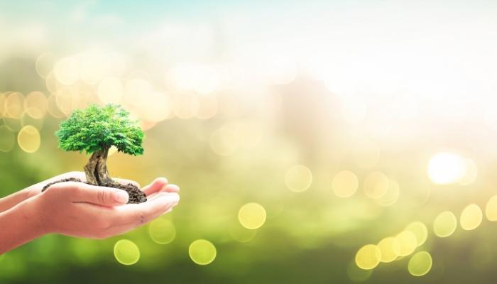 Hand holding a small tree with dirt