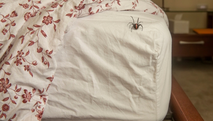 A spider climbs up the side of a bed.