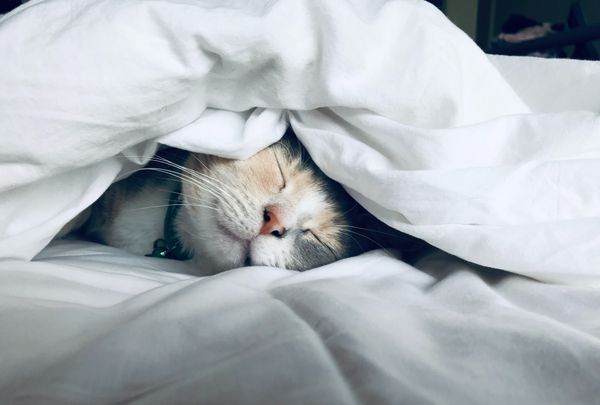 Cat Sleeping on Mattress