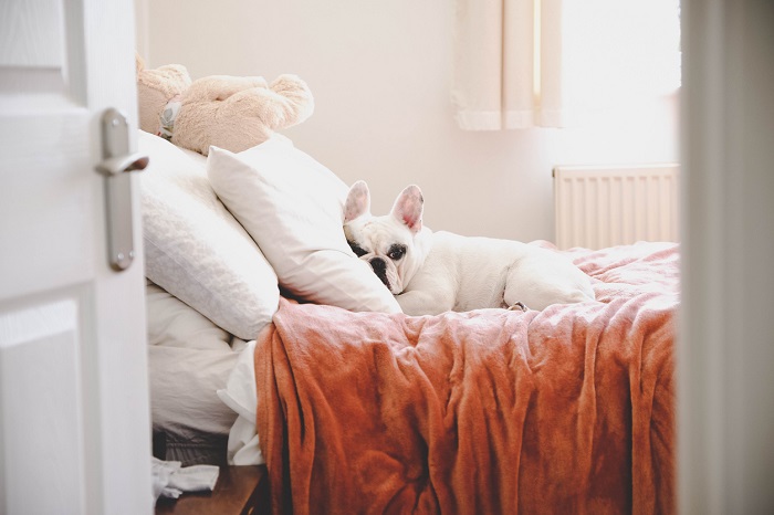 Little Frenchie laying on the bed into a pillow.