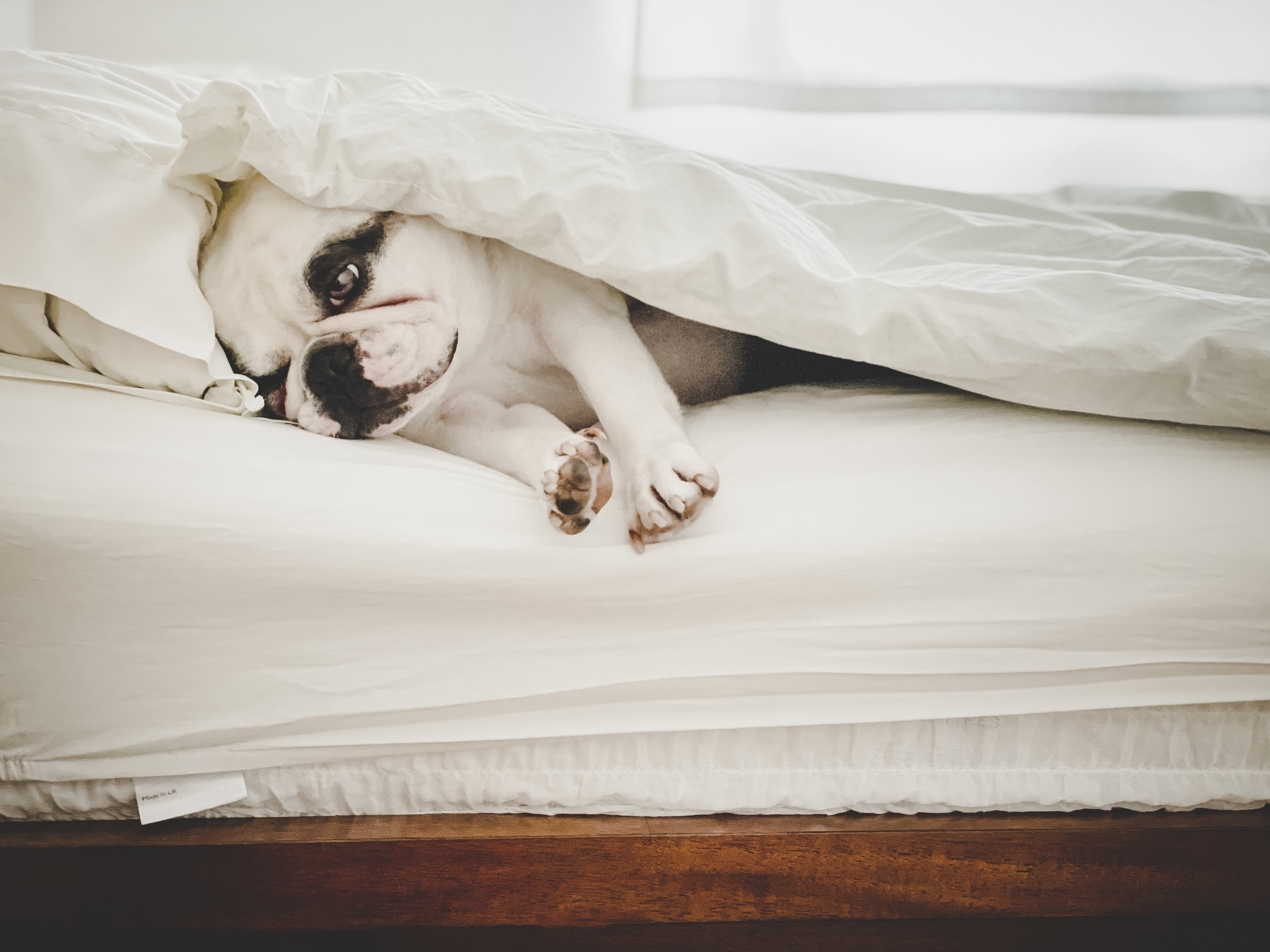 A dog comfortably curls up on a mattress