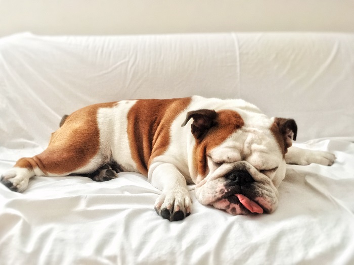 Bulldog sleeps on owner's sofa.