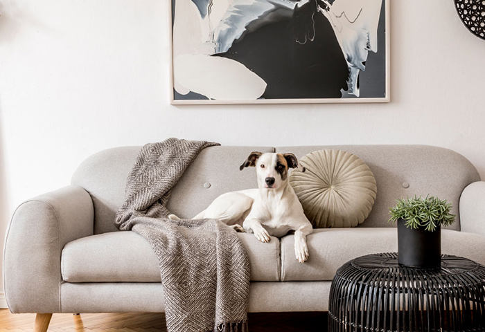 White dog with brown patch on its eye lays on a contemporary beige couch in a living room