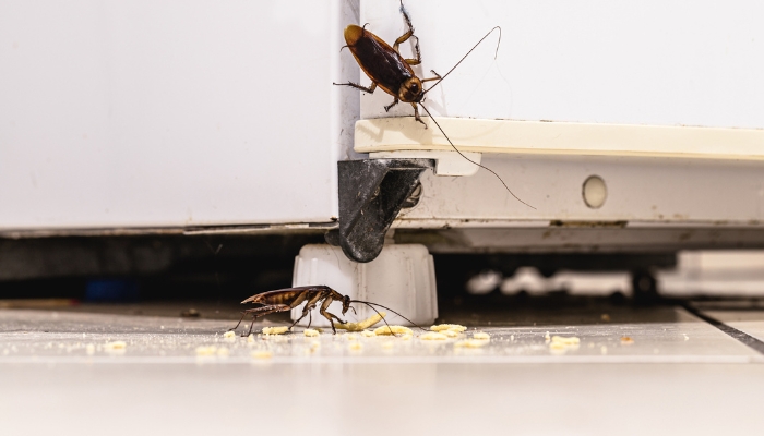 Cockroaches getting crumbs near the fridge