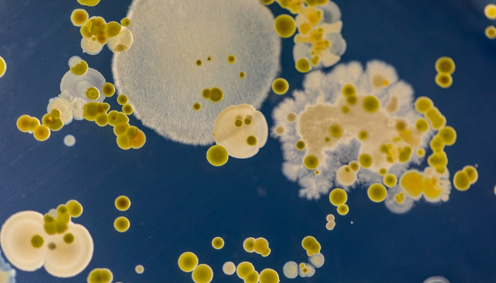 Closeup concept image of mold bacteria growing