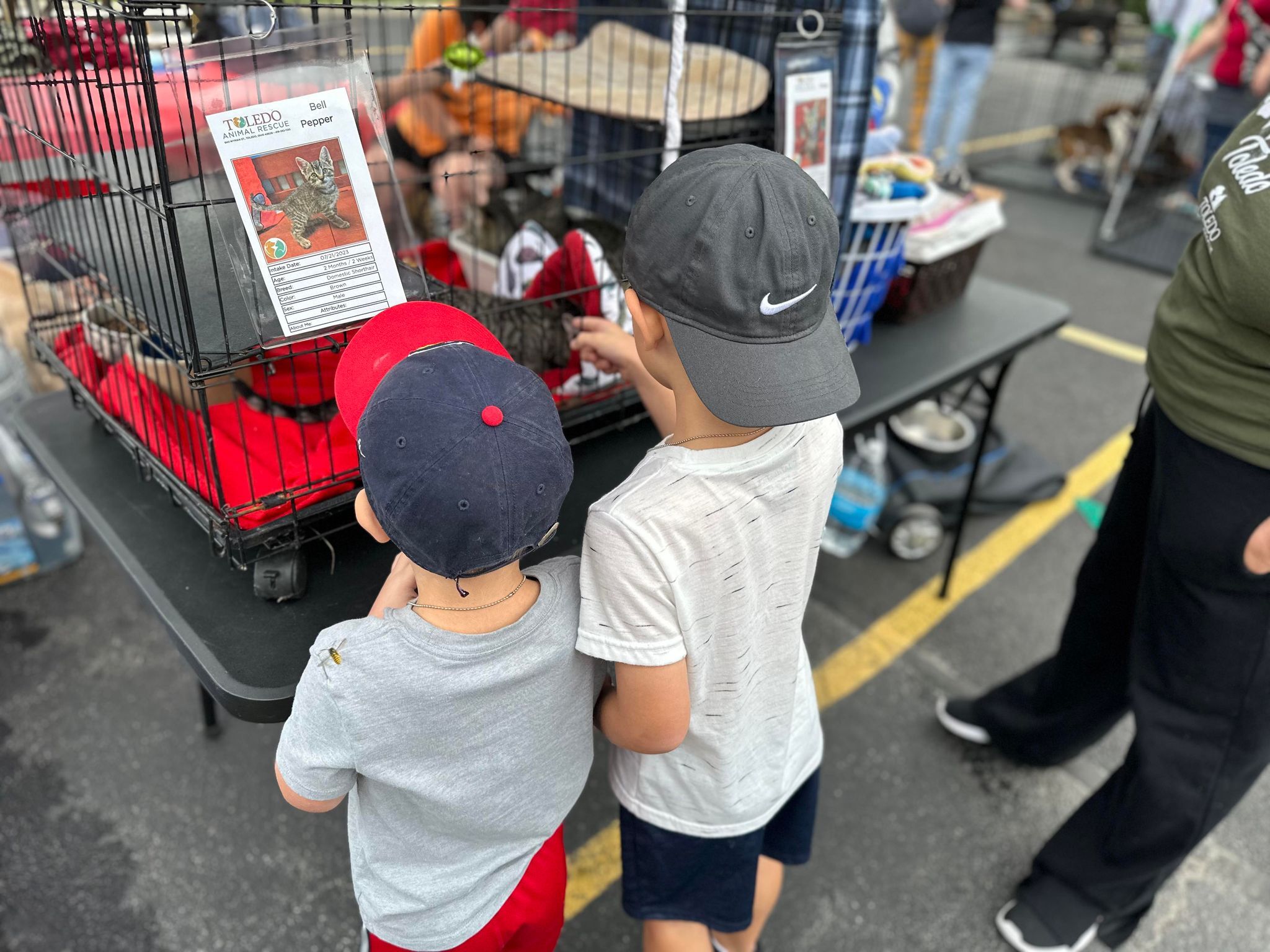 Children playing with cat at the event