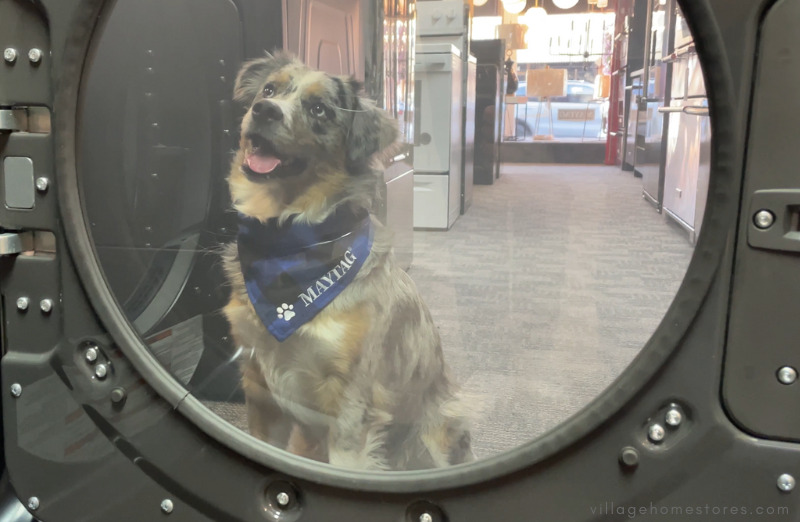 dog looking into maytag dryer window