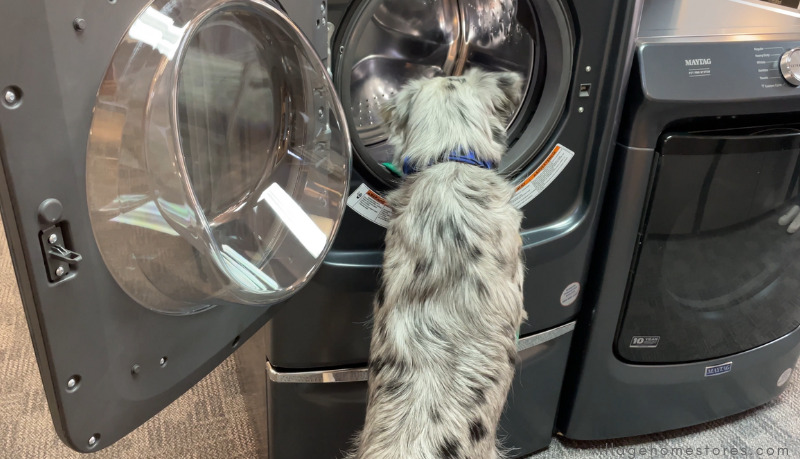 dog peeking into pet washer drum