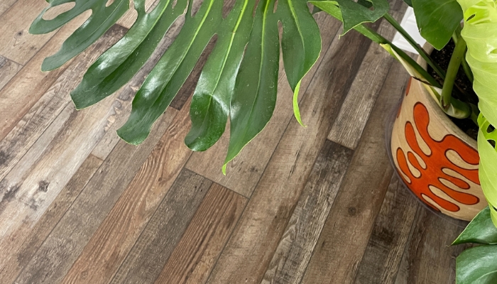 waterproof luxury vinyl plank flooring from village home stores installed down hallway with monstera leaves showing and orange and white planter