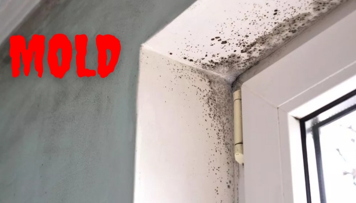 mold growth on wall and ceiling