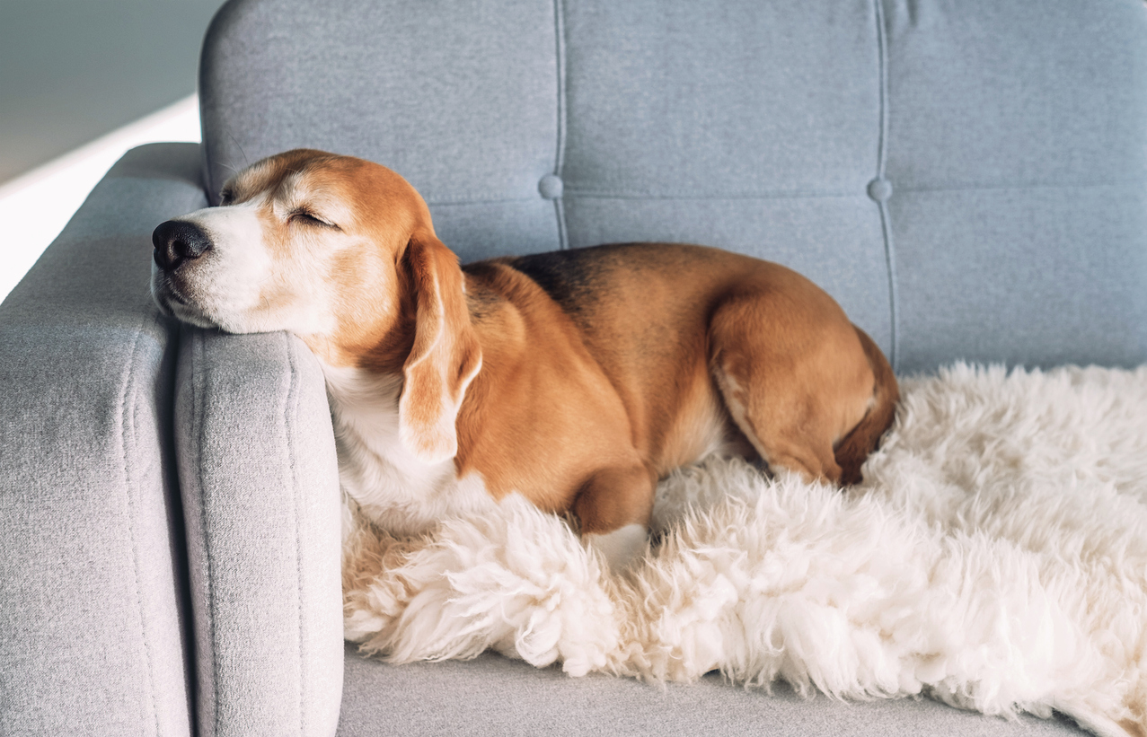 Beagle sleeps on a cozy sofa