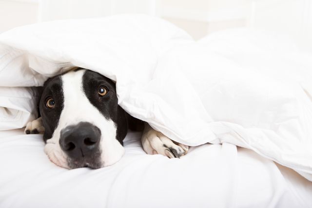 front view of a dog laying under covers in a bed