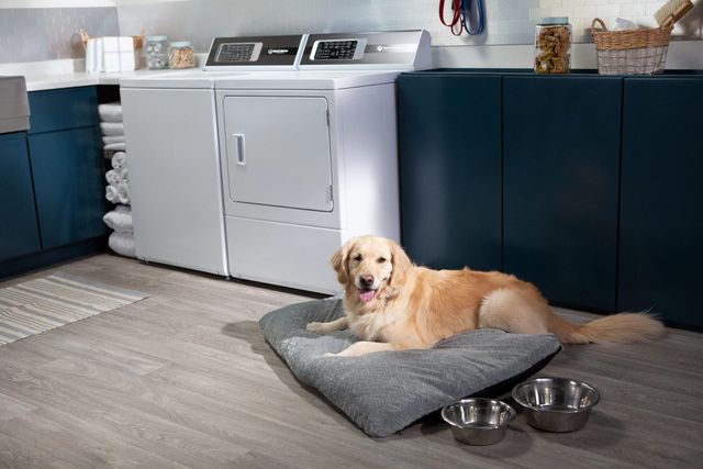 Front view of a modern laundry room with a top load Speed Queen washer and dryer with a golden retriever sitting in front of them