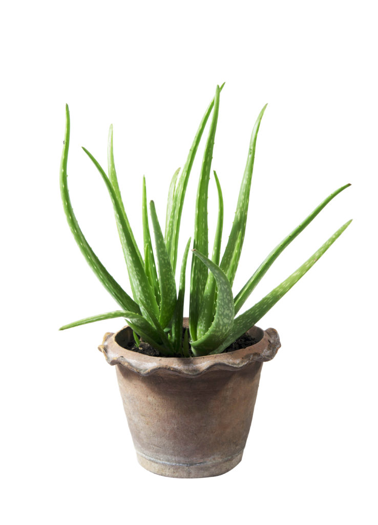 aloe vera