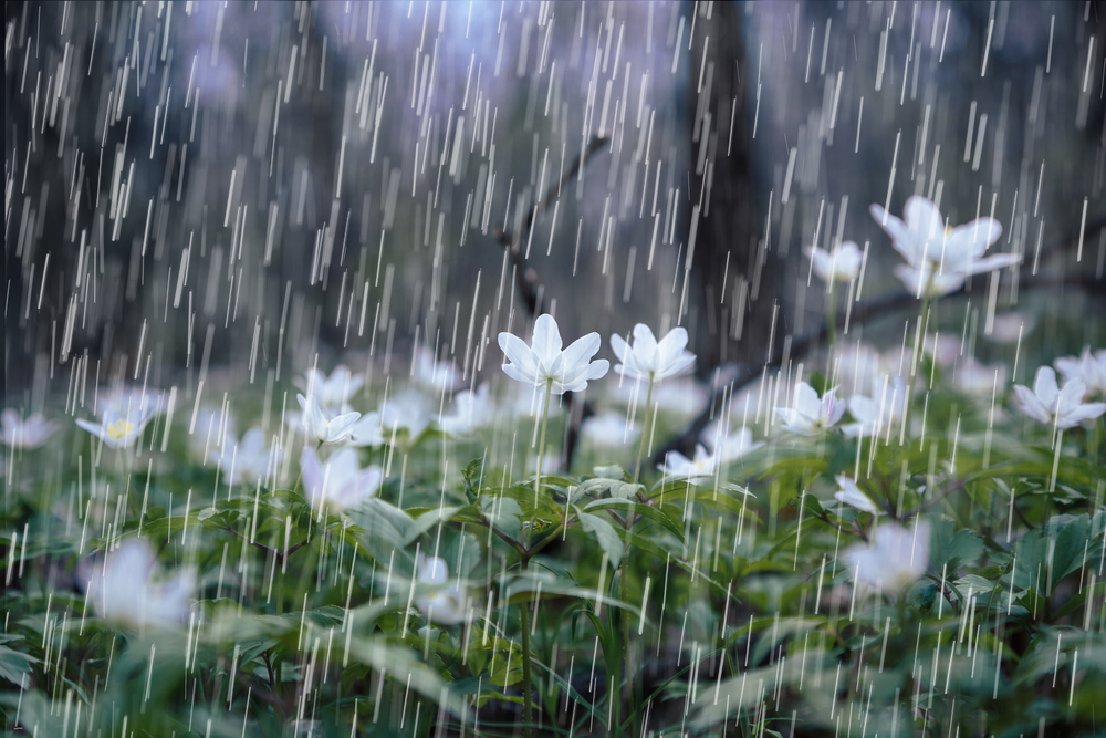 Rainfall Sound
