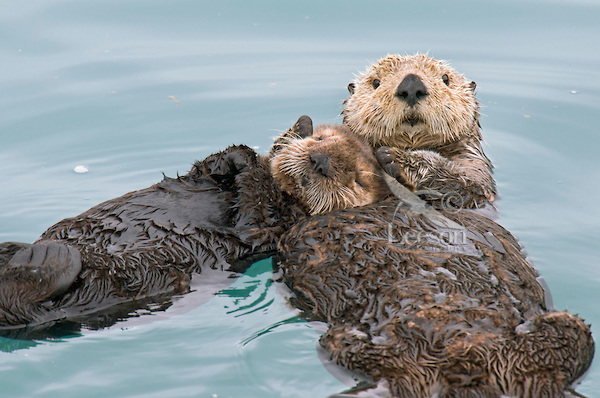 Sea Otters holding hands while sleeping