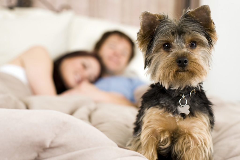 Sleeping with your pet
