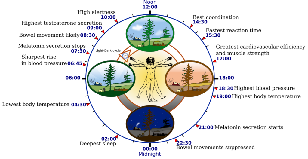 circadian rythm