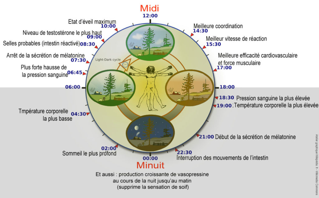 Rythm Circadian