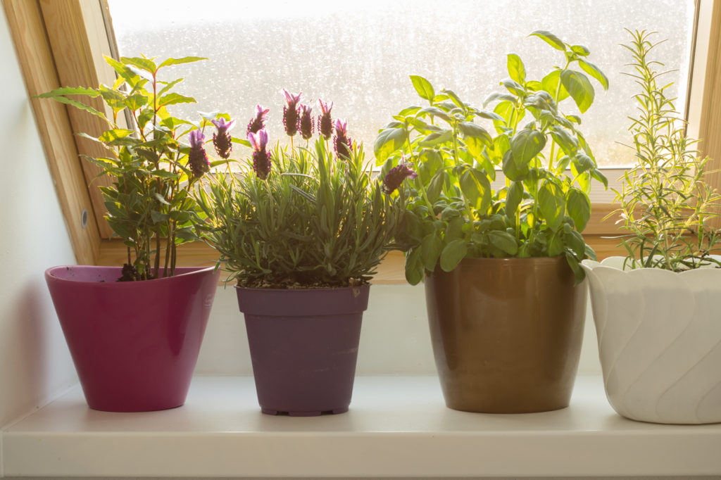 How to Grow an Indoor Herb Garden