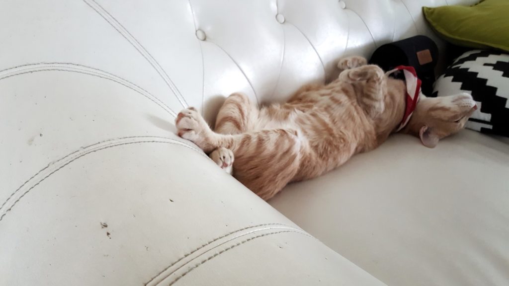 Cat on leather sofa (Large)