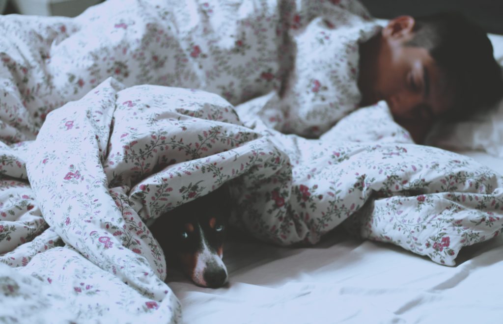 Why You Shouldn’t Let Pets on Your Tempur-Pedic Mattress (2)