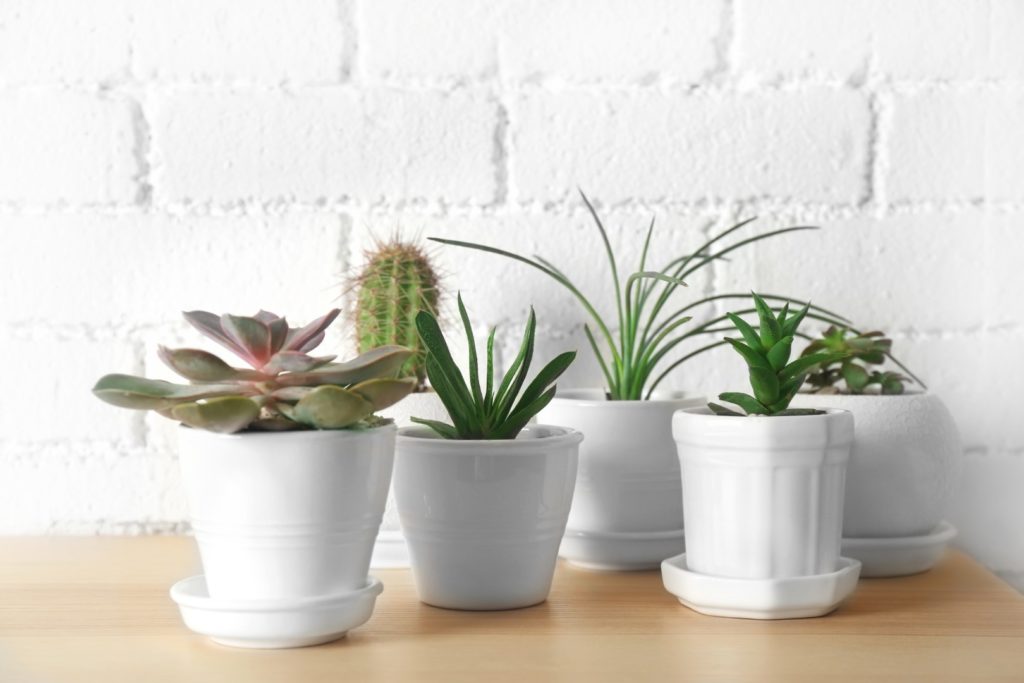 5 Easy-Care House Plants to Lift Your Mood