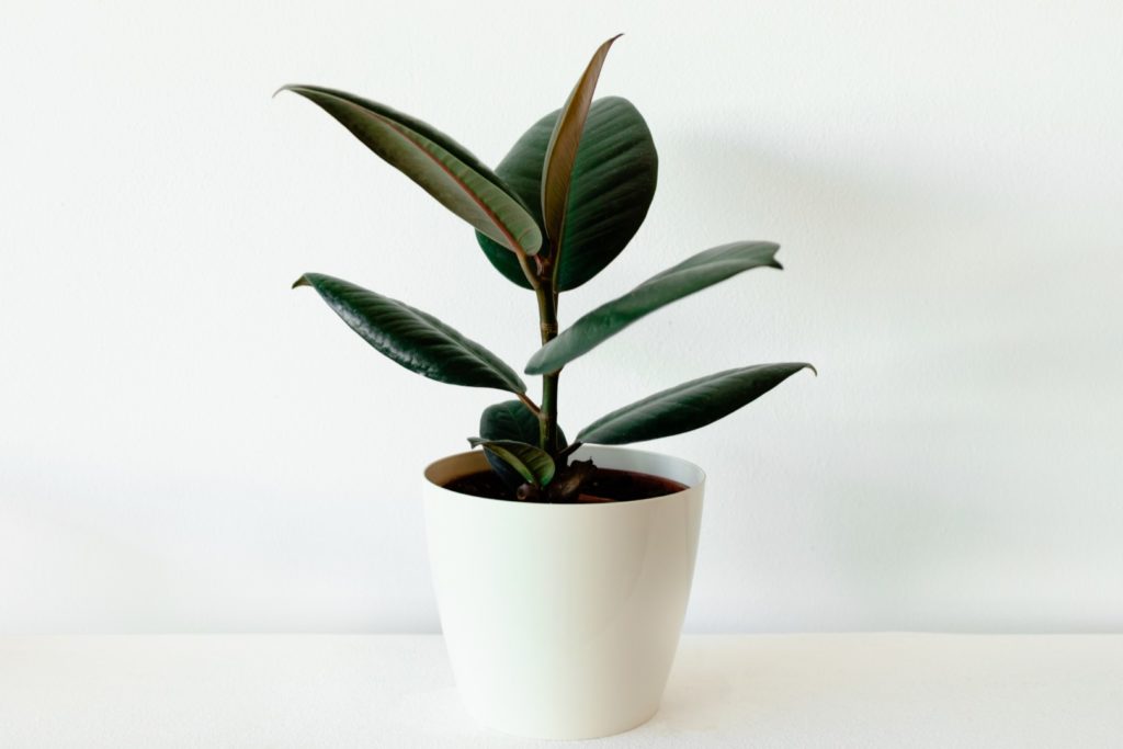 Ficus Rubber Plant
