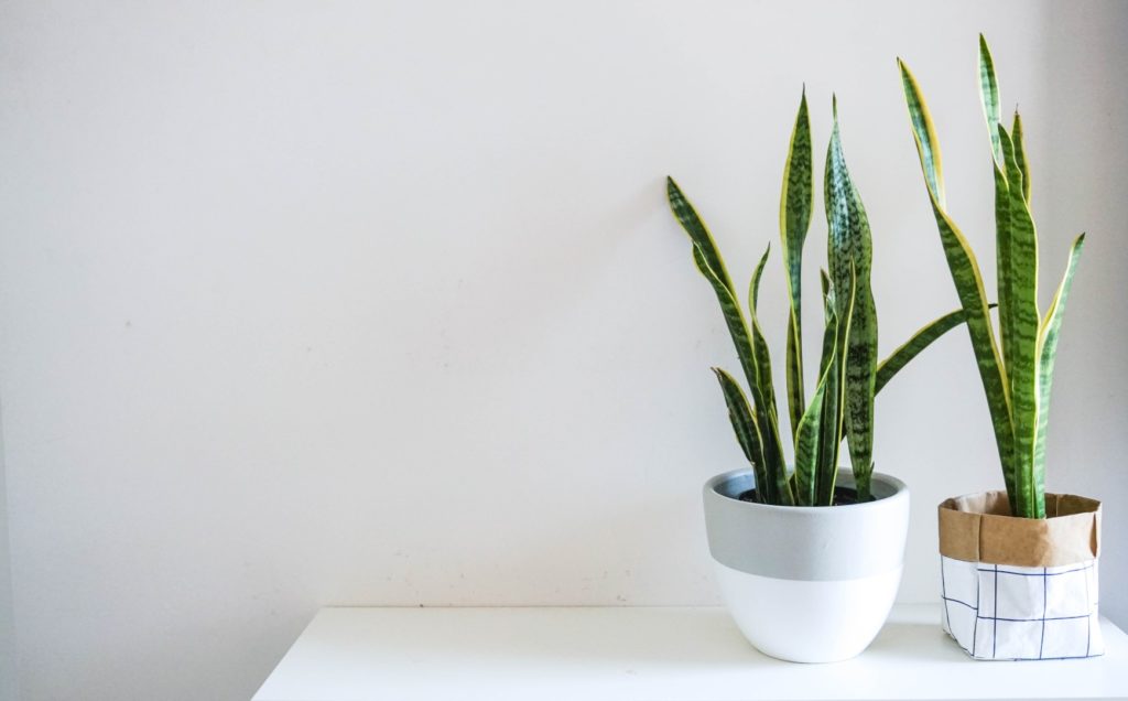Snake Plant