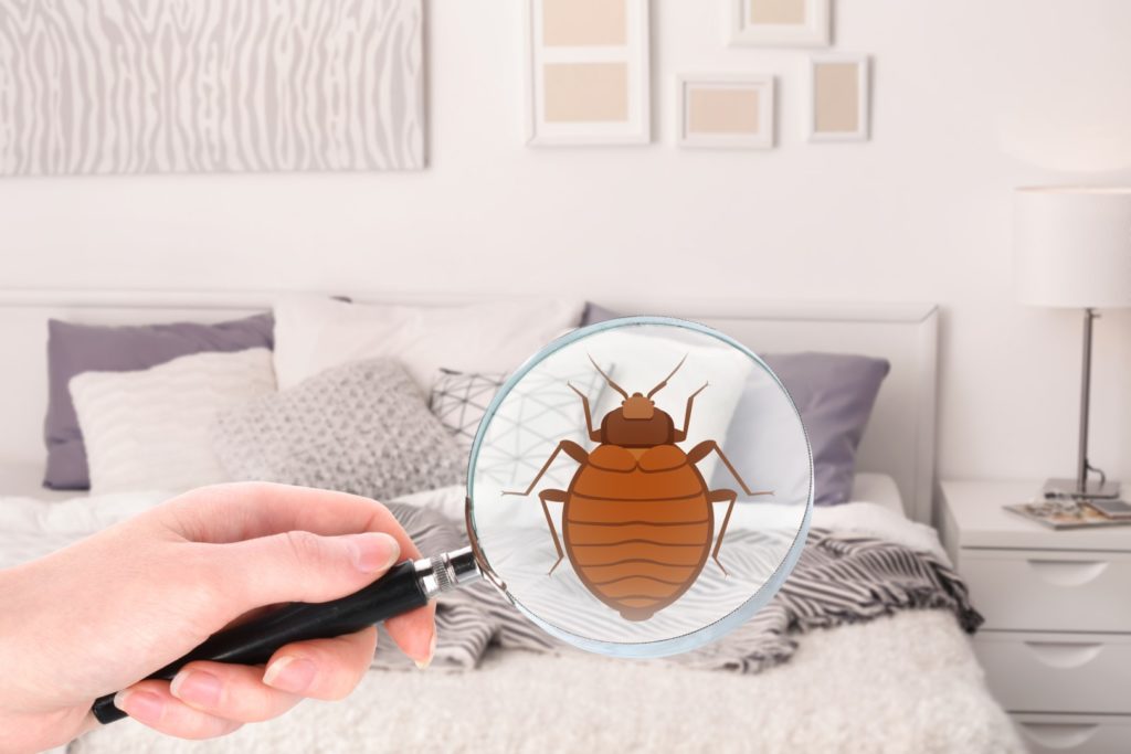 How to Keep Your Beautyrest Mattress Empty of Bed Bugs