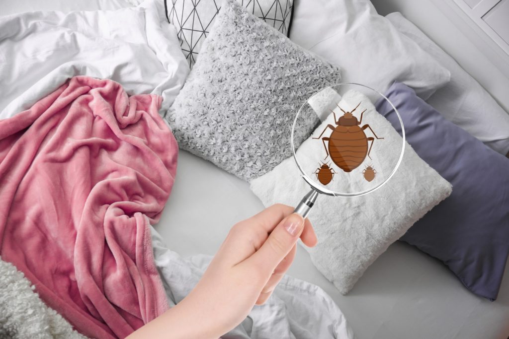 5 Ways to Check Your Mattress for Bed Bugs