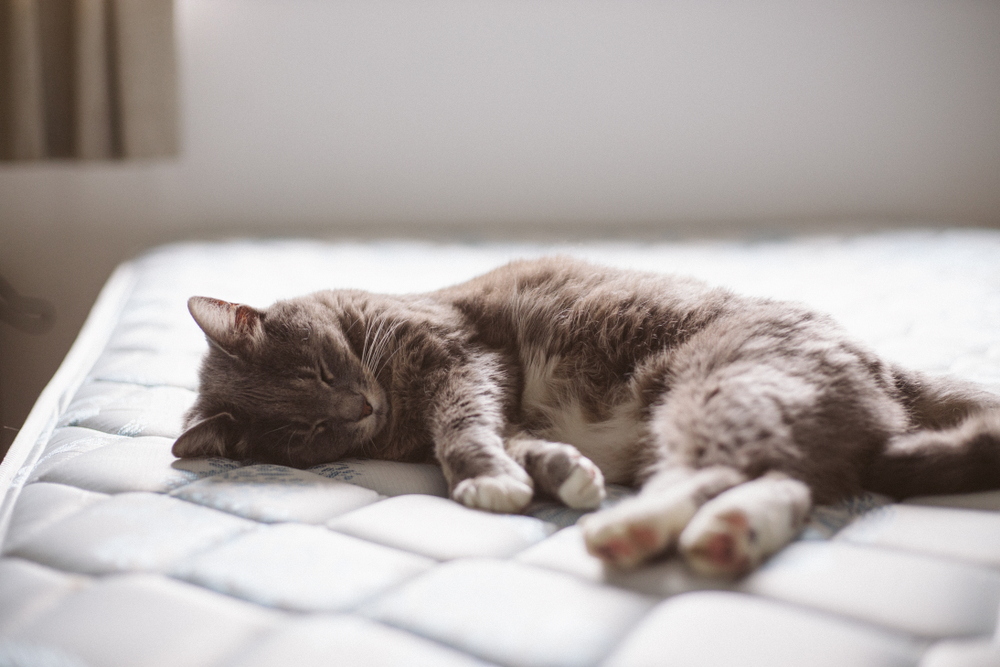 How to remove cat pee from mattress