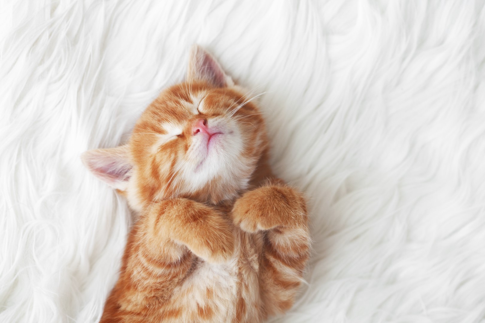 Sleep in the animal kingdom