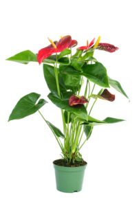 flamingo lily