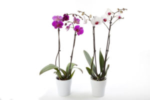 moth orchids