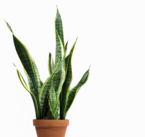 snake plant