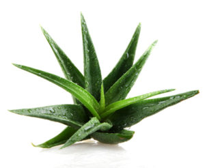 aloe vera