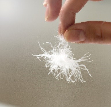feather