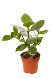 money plant