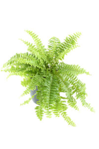 boston fern