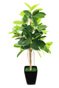 rubber tree